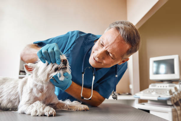Best Emergency Treatment for Dental Infections or Abscesses in Lake Andes, SD